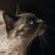 Siamese cat portrait in pastel