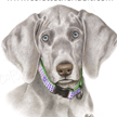 Weimeraner puppy