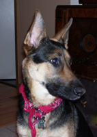 German Shepherd Picture