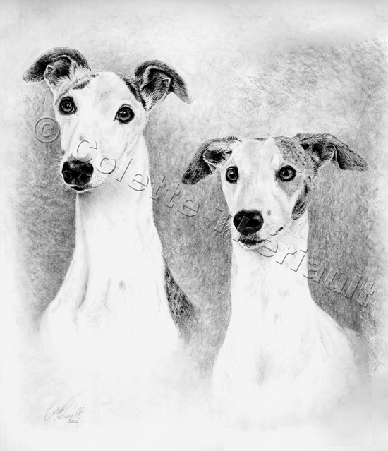 Whippet Puppy Dog Drawing-Pet Portraits