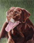 Dog Memorial