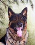 Dog Portrait