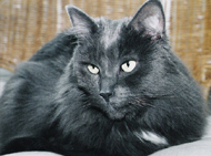 Pet Portraits from photographs