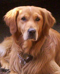 Golden Retriever picture