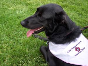 Therapy Dog