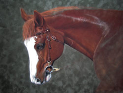 Appaloosa Pastel Painting step 3