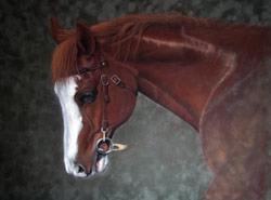 Appaloosa Pastel Painting step 4