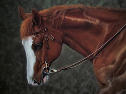 Appaloosa horse portrait step 5