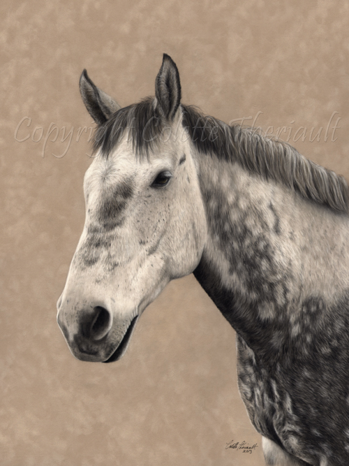 Thoroughbred cross horse portrait in pastel