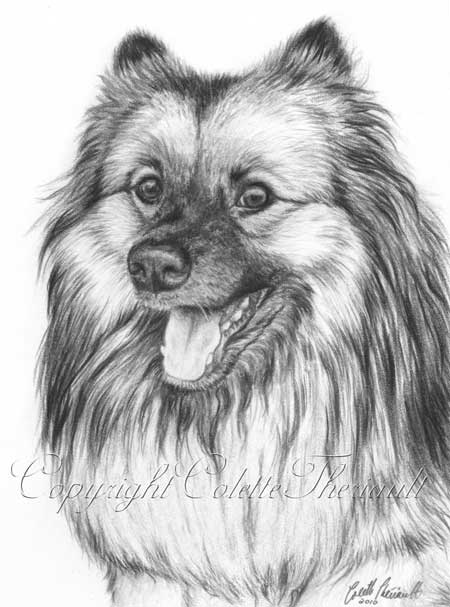 Keeshond Portrait