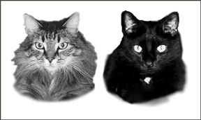 Mock photo of cats