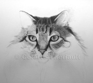 work in progress cat face