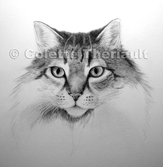 work in progress cat fur