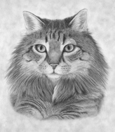 cat portrait