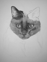 work in progress cat fur