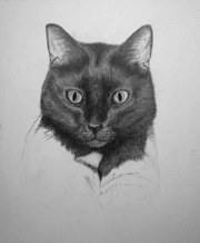 work in progress cat head