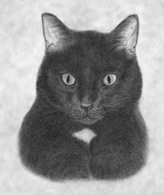 work in progress cat fur