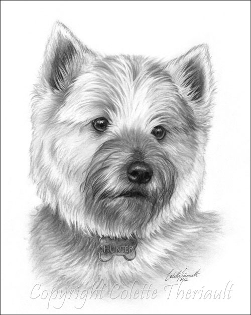 Cairn Terrier drawing pencil pet portrait by award winning artist ...