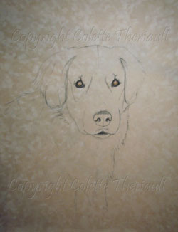 Golden Retriever Painting in progress 1