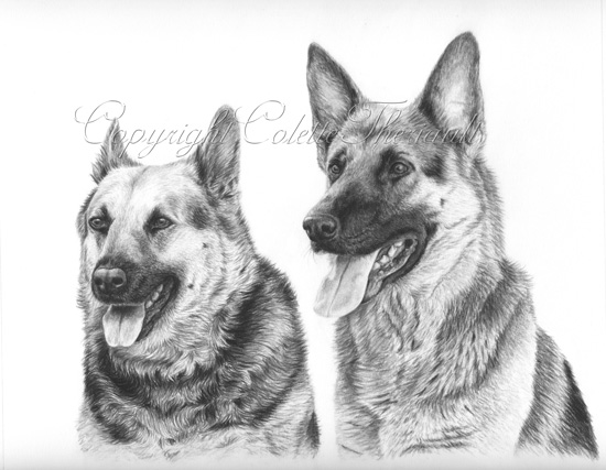 German Shepherd Dog Drawing
