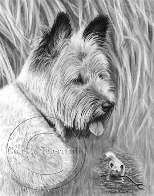 Skye Terrier Mix Drawing in Pencil