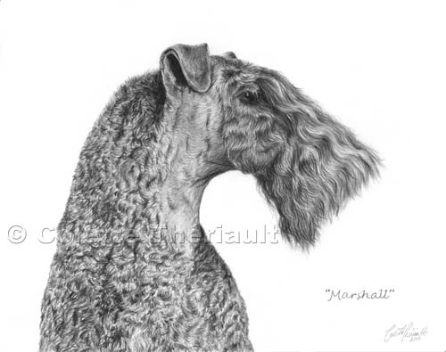 Kerry Blue Terrier Portrait