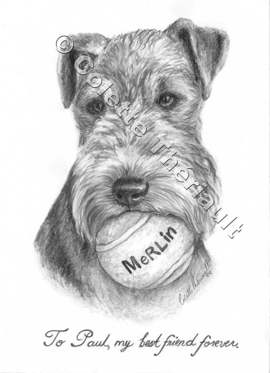 Welsh Terrier Pencil  Drawing-Pet Portraits