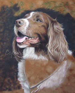 Springer Spaniel Painting wip5