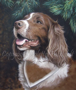 Springer Spaniel Painting wip6