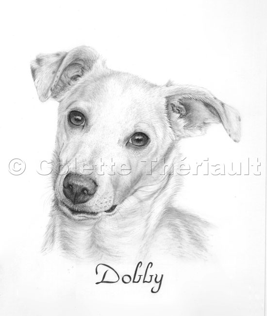Jack Russell Terrier mix  Drawing-Pet Portraits