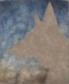 step 1 white shepherd portrait