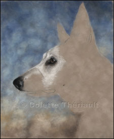 step 2 portrait of white shepherd