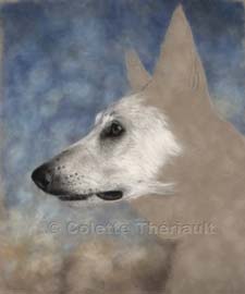 step 3 portrait of white shepherd