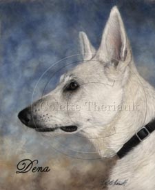 white german shepherd painting portrait