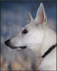 White Shepherd portrait