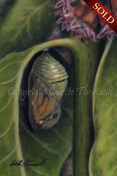 Monarch Chrysalis on Milkweed plant painting in pastel by Colette Theriault