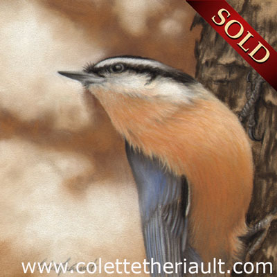 Male red-breasted nuthatch bird painting