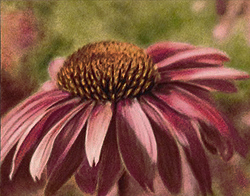 purple coneflower painting