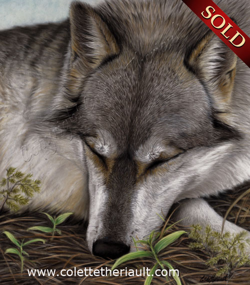 Gray Wolf Painting in Pastel by Colette Theriault