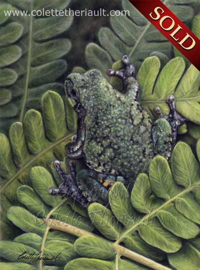 Gray Tree Frog Painting pastel art